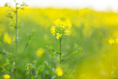 Close-up of fresh yellow flower field