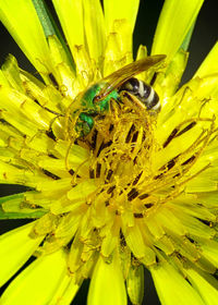 Macro shot of yellow flower