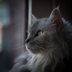 pet