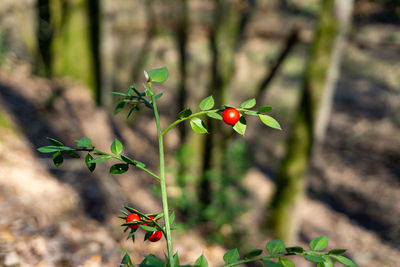 Close-up of red berries on plant