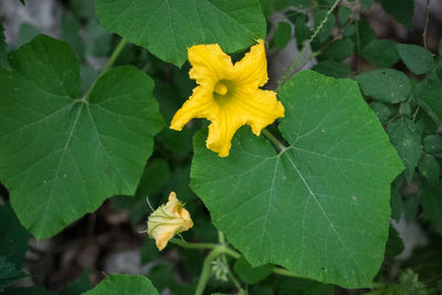 Close-up of yellow leaf