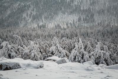 Scenic view of snow covered landscape