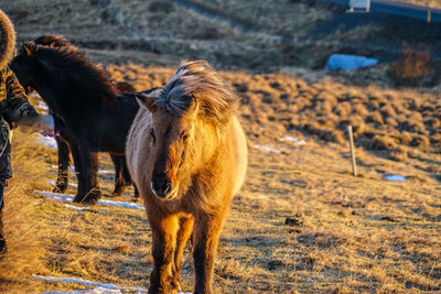 Horses in a field