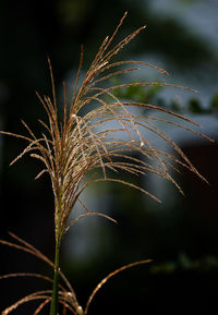 Close-up of grass on field against sky