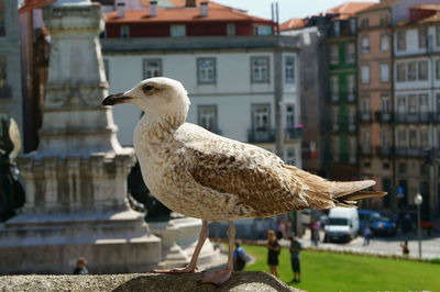 Close-up of seagull perching on a building