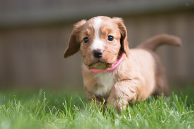 Portrait of dog on grass