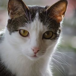 Close-up portrait of cat