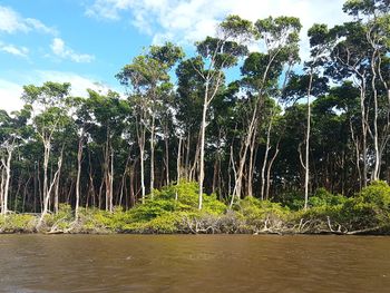 Trees growing in forest against sky