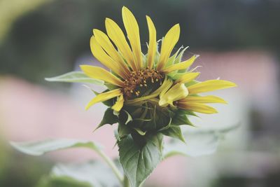 Close-up of yellow flowers