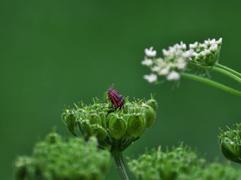 Close-up of beetle on plant
