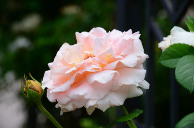 Close-up of pink rose flower