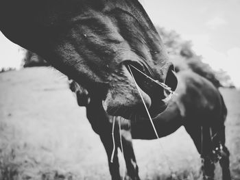 Close-up of hand feeding horse against sky