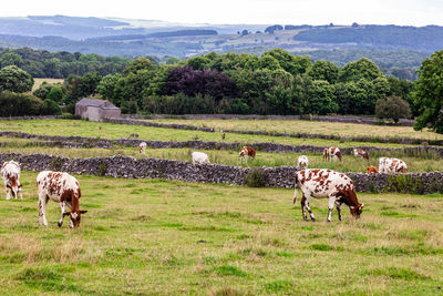 Cattle  grazing in a field