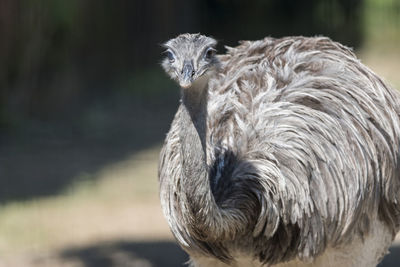 Big rhea at safari