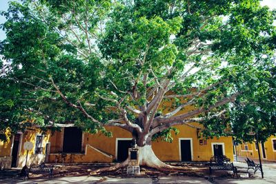 Trees and plants in park against buildings