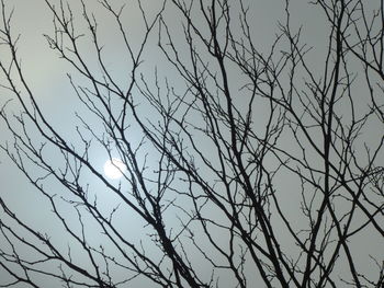 Low angle view of bare tree against clear sky