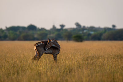 Horse in a field