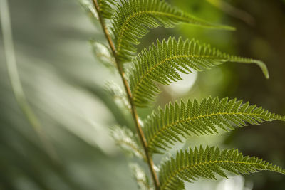 Close-up of fern leaves