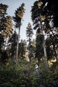 Low angle view of pine trees in forest