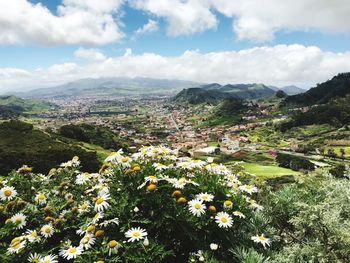 Scenic view of flowering plant against sky