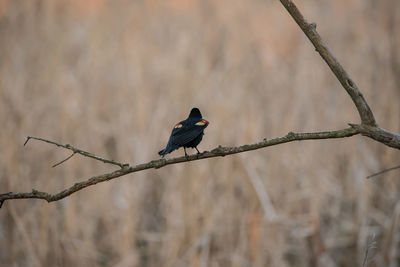 Redwing blackbird ruffling feathers on beyer farm trail in warsaw, in