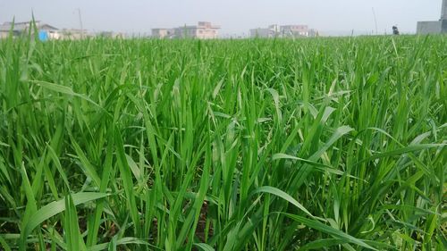 Close-up of wheat field