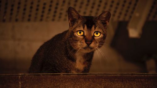 Portrait of cat sitting on floor