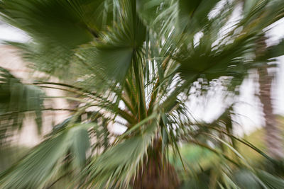 Close-up of palm tree