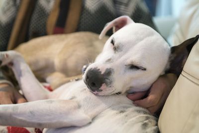 Close-up of dog sleeping on bed