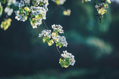 Close-up of white flowering plant