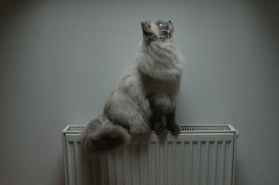 Cat on wall