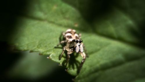 Close-up of spider