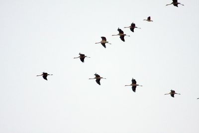 Low angle view of birds flying in the sky