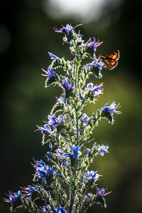 Close-up of bee pollinating on fresh purple flower