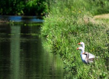 Duck swimming on lake