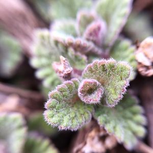 Close-up of plant