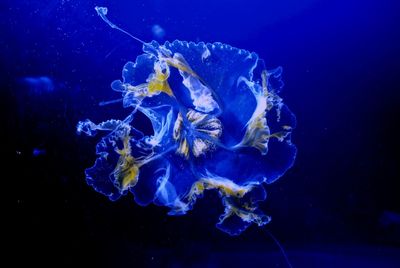 Close-up of jellyfish in sea