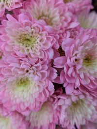 Close-up of pink dahlia