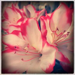 Close-up of pink flower