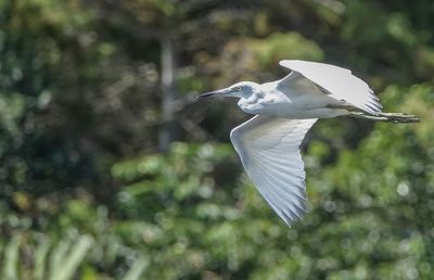 View of a bird flying