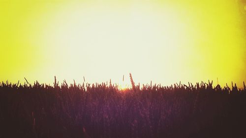 Plants growing on field at sunset