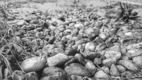 Close-up of potatoes