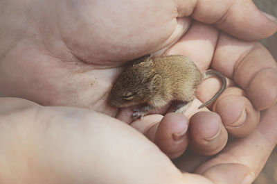 Cropped hand of child holding young mouse