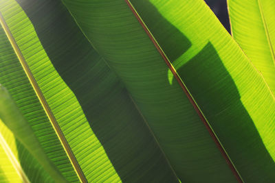 Close-up of green leaves on plant