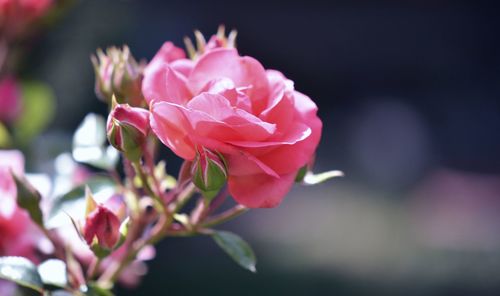 Close-up of pink rose