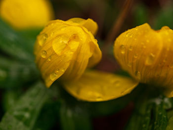 Close-up of wet yellow flower