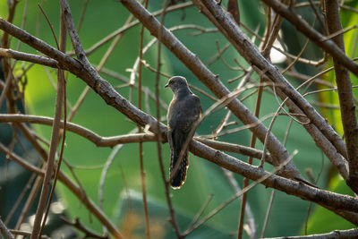 Low angle view of bird perching on tree