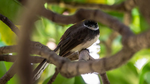 Close-up of bird perching on branch