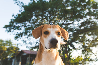 Close-up portrait of dog against sky