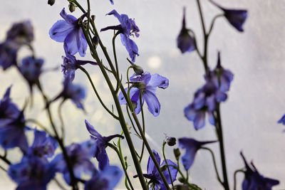 Close-up of purple flowering plant